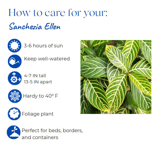 sanchezia-parvibracteata-ellen-sanchezia-speciosa-ellen
