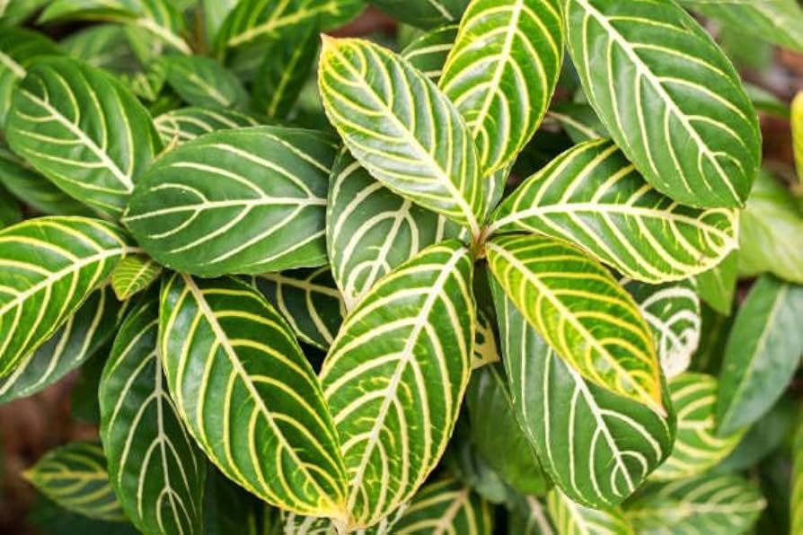 sanchezia-parvibracteata-ellen-sanchezia-speciosa-ellen