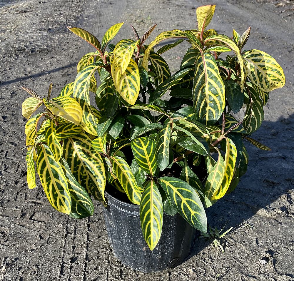sanchezia