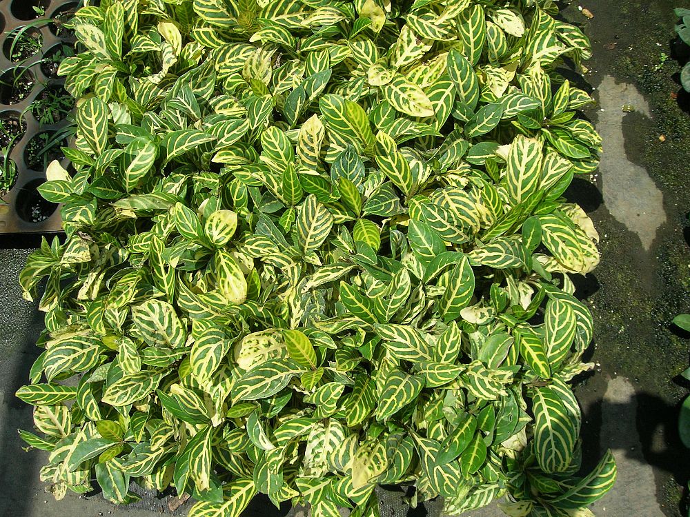 sanchezia-speciosa