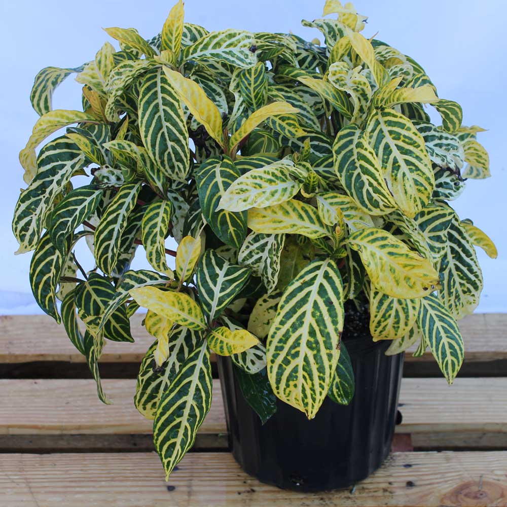 sanchezia-speciosa