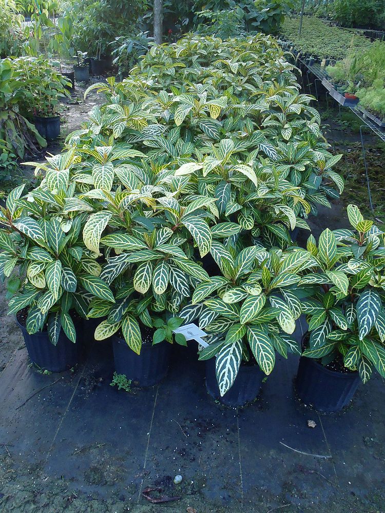 sanchezia-speciosa