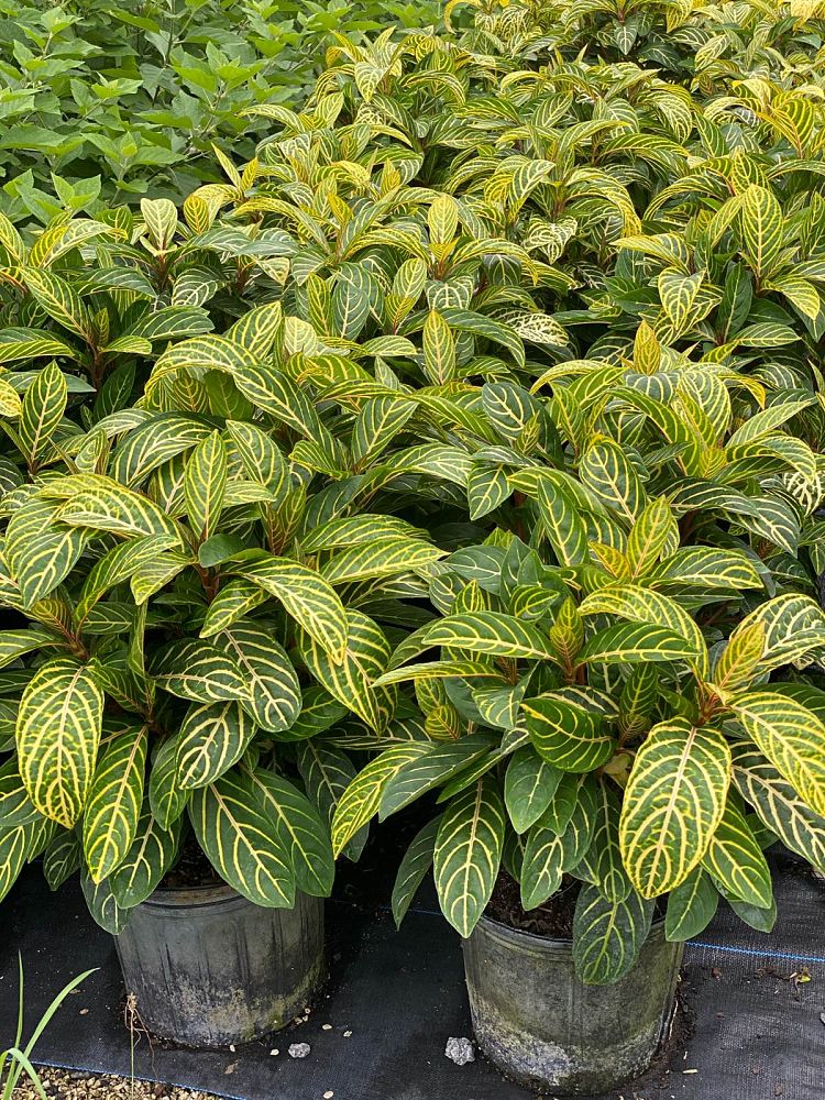 sanchezia-speciosa