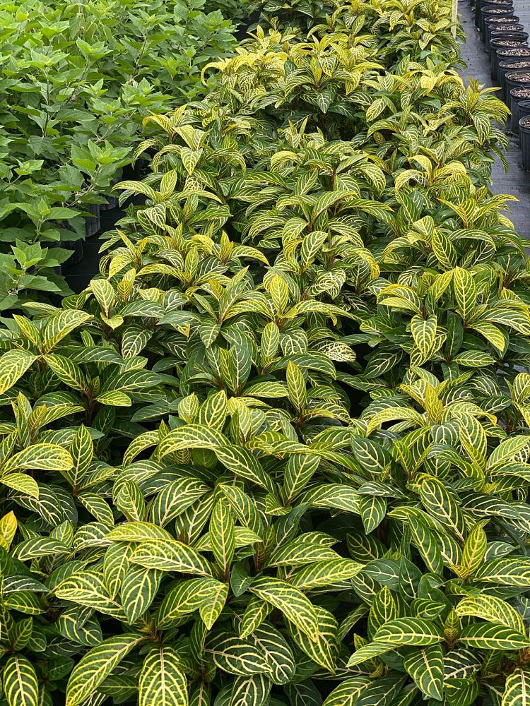 sanchezia-speciosa