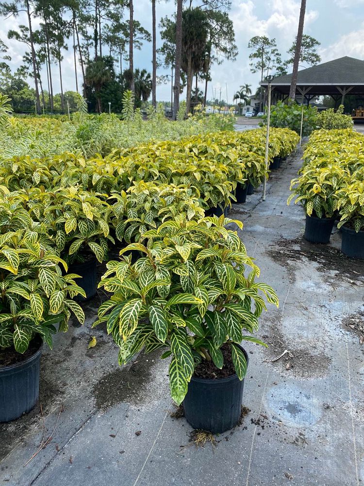 sanchezia-speciosa