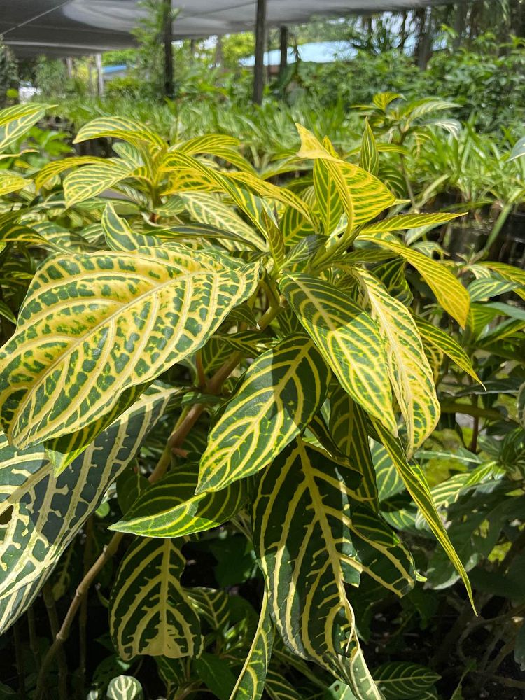 sanchezia-speciosa