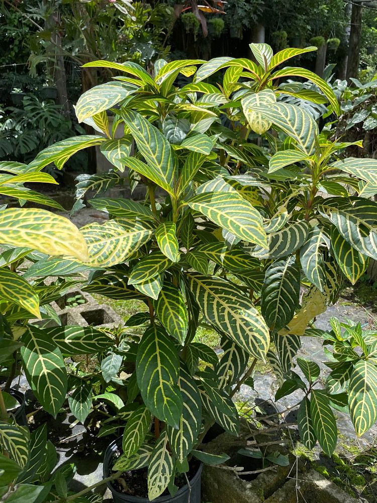 sanchezia-speciosa