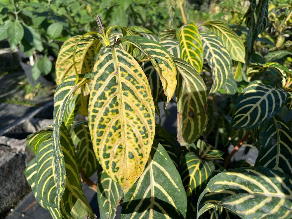 sanchezia-speciosa