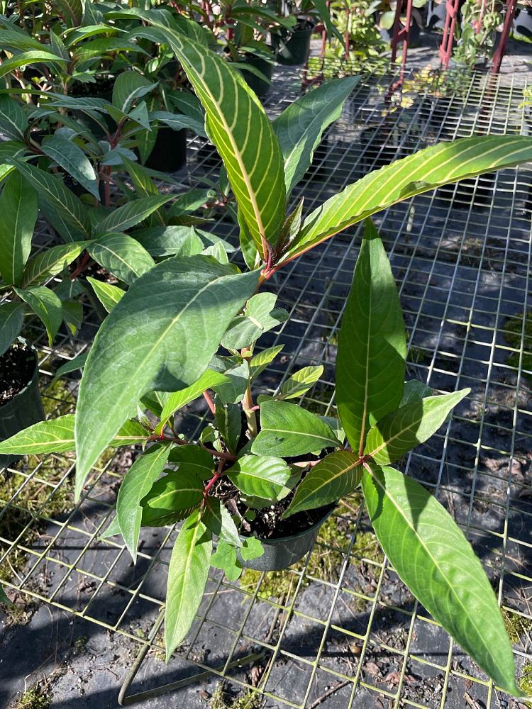 sanchezia-speciosa