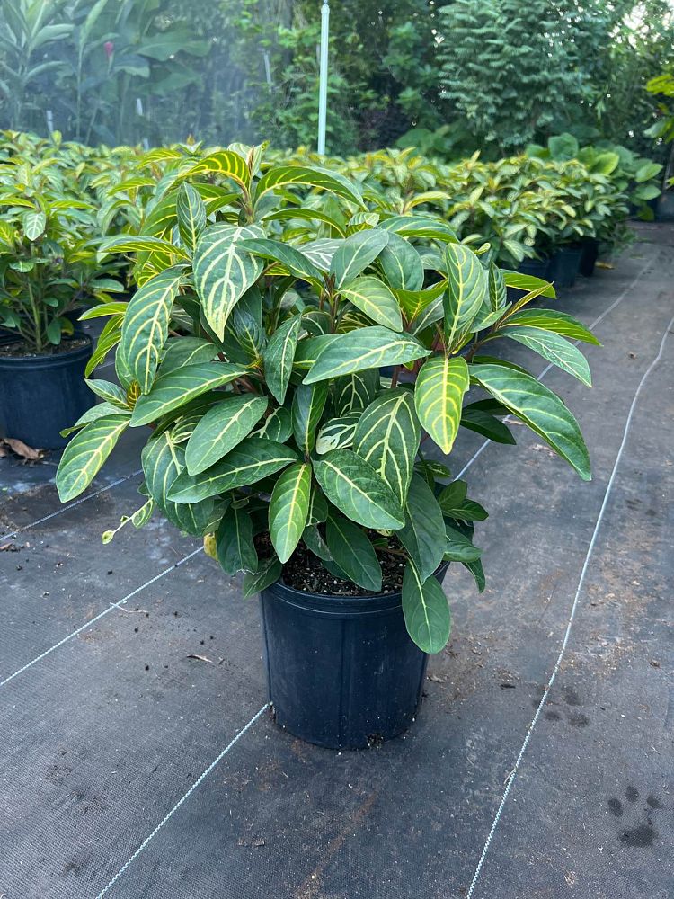 sanchezia-speciosa