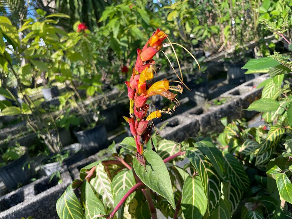 sanchezia-speciosa