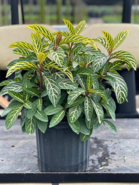 sanchezia-speciosa