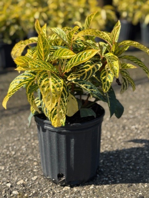 sanchezia-speciosa