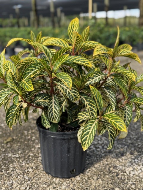 sanchezia-speciosa