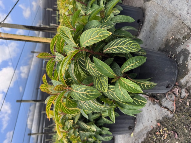 sanchezia-speciosa