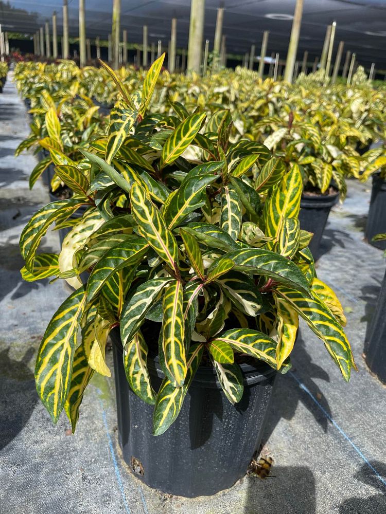 sanchezia-speciosa