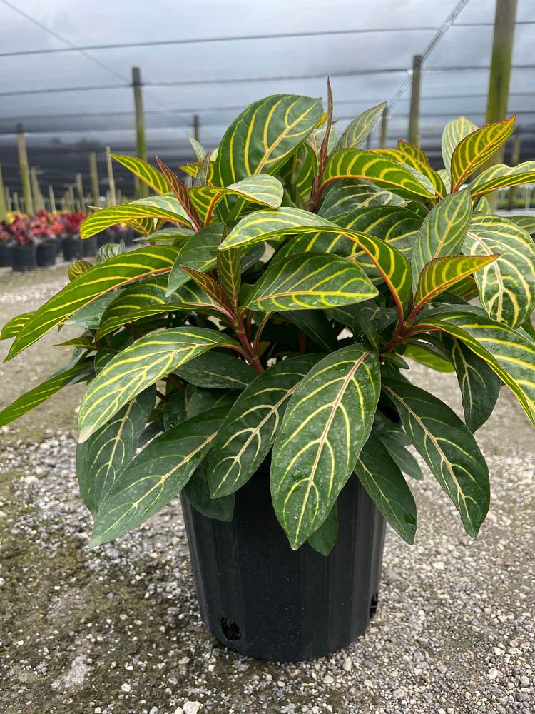sanchezia-speciosa