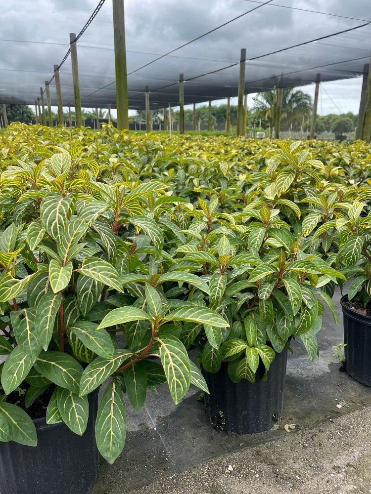 sanchezia-speciosa