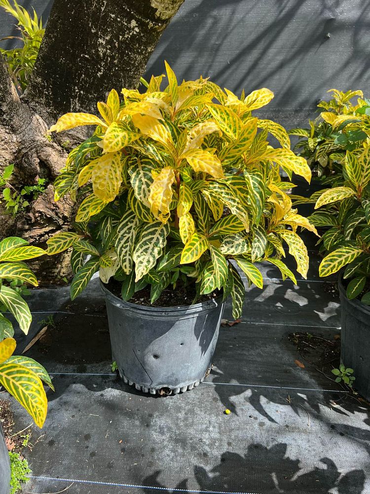 sanchezia-speciosa