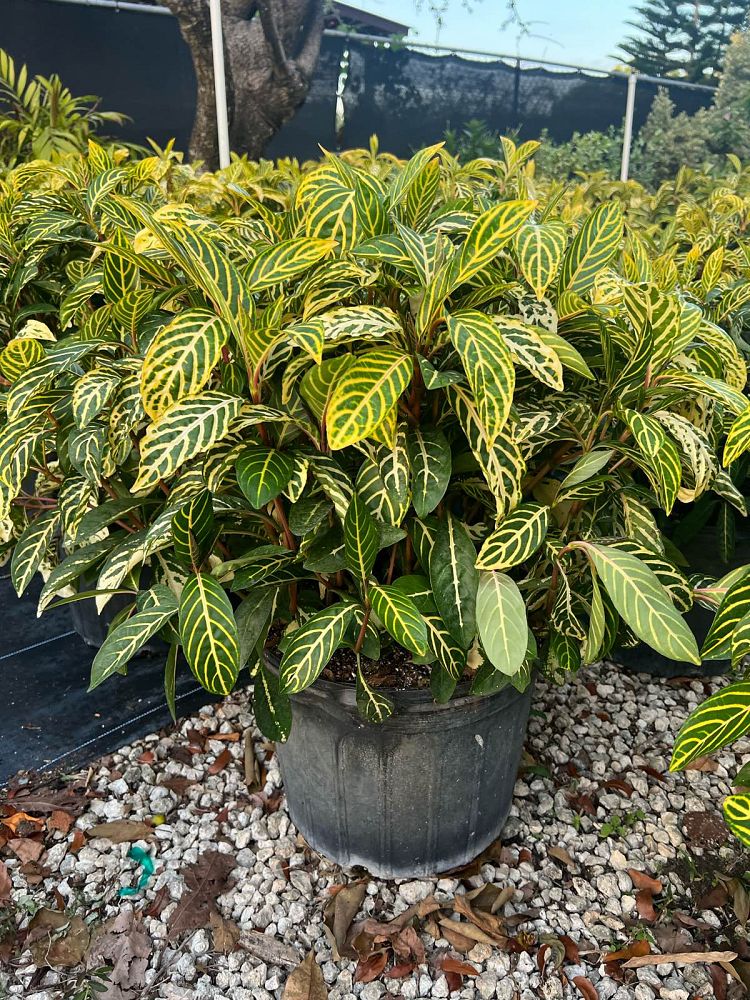 sanchezia-speciosa