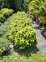sanchezia-speciosa