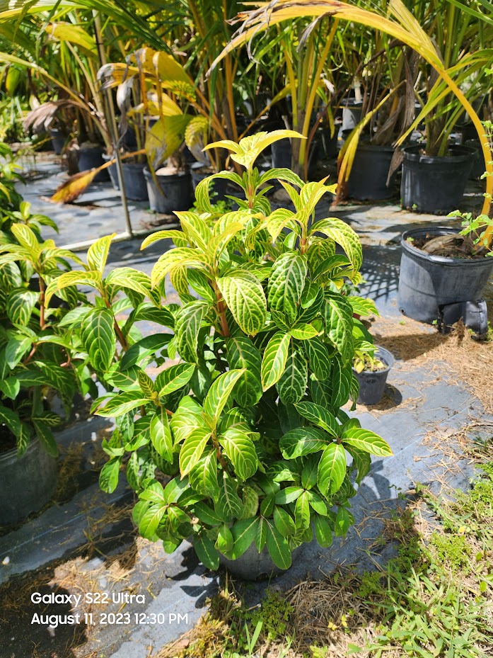 sanchezia-speciosa