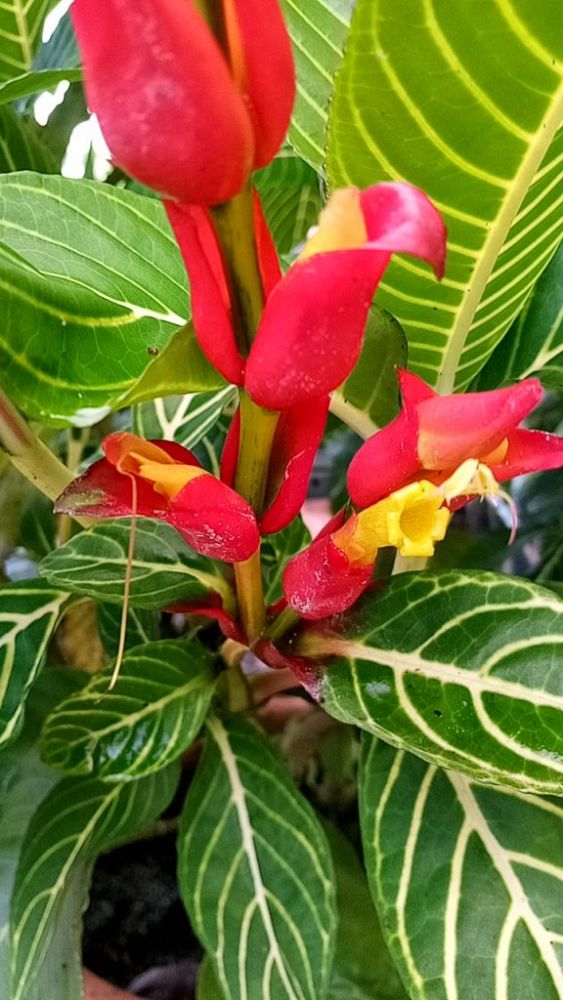 sanchezia-speciosa