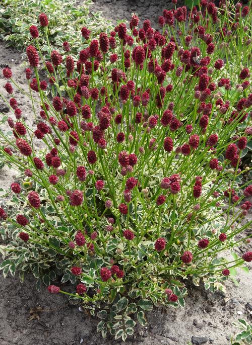 sanguisorba-little-angel-burnet