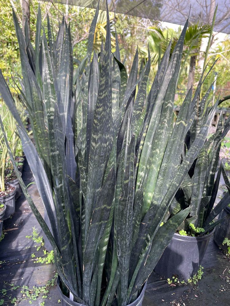 sanseveria-black-tiger-snake-plant-mother-in-law-s-tongue