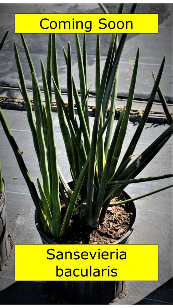 sansevieria-bacularis-snake-plant