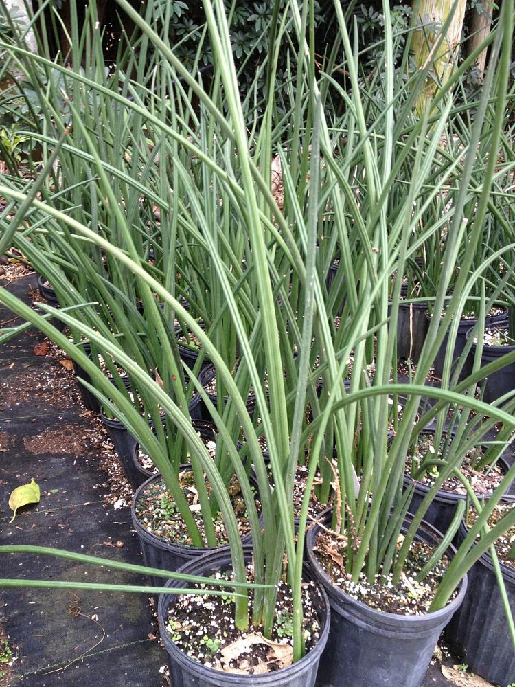 sansevieria-canaliculata-snake-plant-mother-in-law-s-tongue-bowstring-hemp
