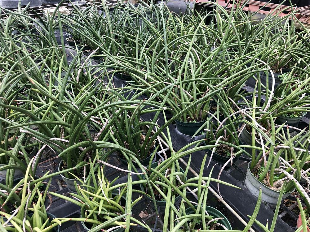 sansevieria-canaliculata-snake-plant-mother-in-law-s-tongue-bowstring-hemp