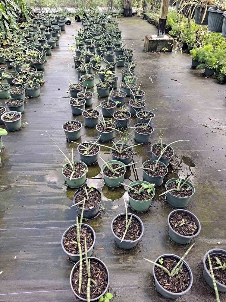 sansevieria-cylindrica-african-spear-snake-plant-mother-in-law-s-tongue