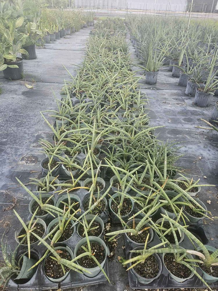 sansevieria-cylindrica-green-snake-plant-mother-in-law-s-tongue-bowstring-hemp