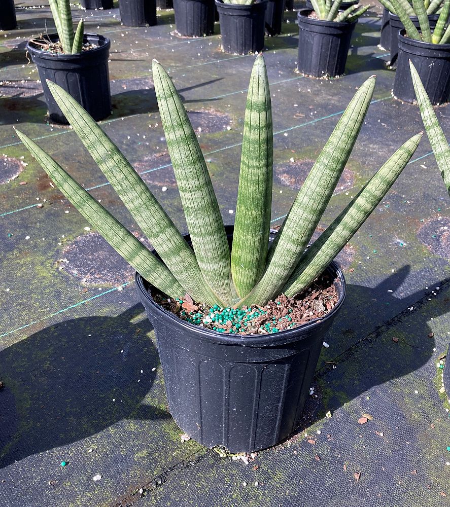 sansevieria-cylindrica-patula-boncel-snake-plant-mother-in-law-s-tongue-bowstring-hemp
