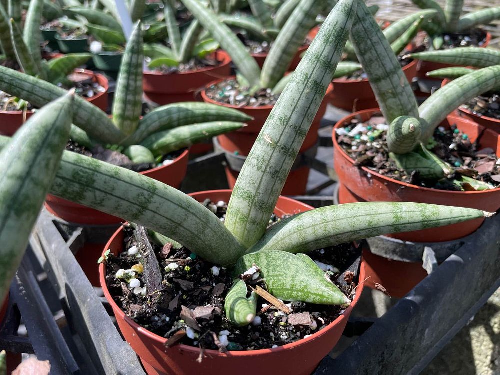sansevieria-cylindrica-patula-boncel-snake-plant-mother-in-law-s-tongue-bowstring-hemp