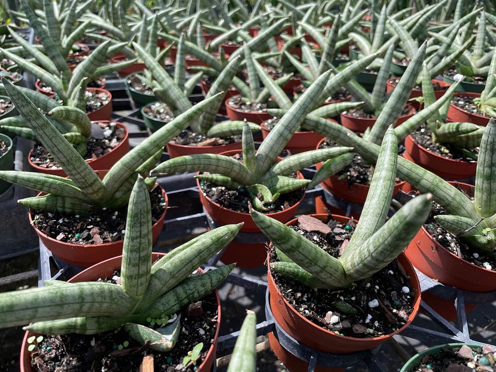 sansevieria-cylindrica-patula-boncel-snake-plant-mother-in-law-s-tongue-bowstring-hemp
