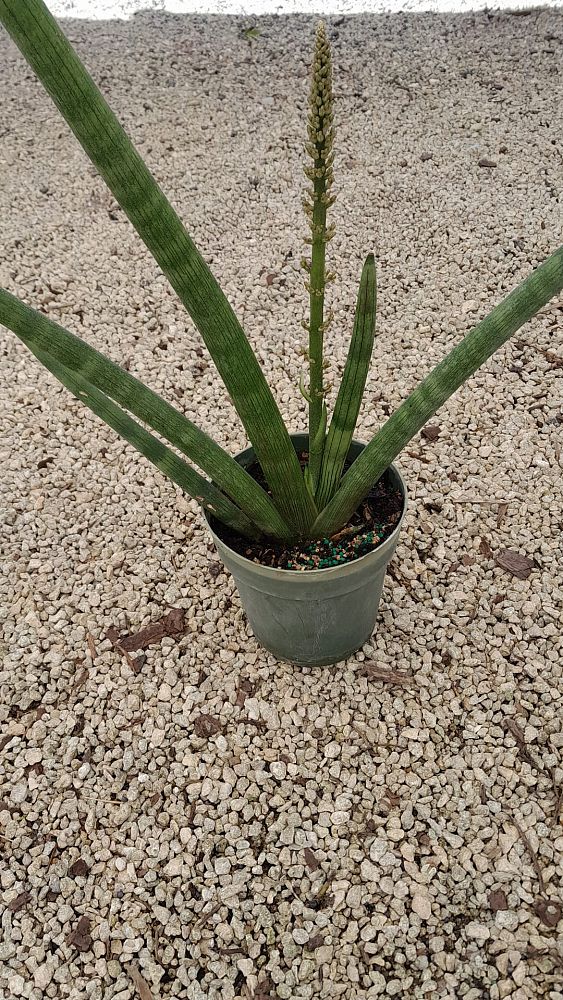 sansevieria-cylindrica-patula-boncel-snake-plant-mother-in-law-s-tongue-bowstring-hemp