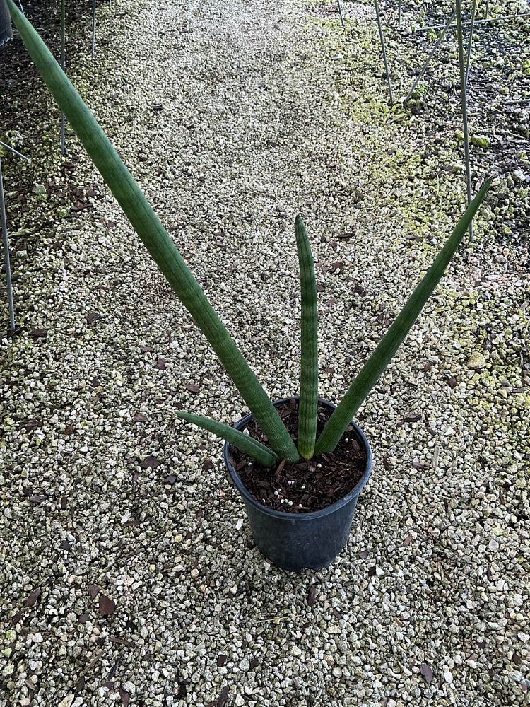 sansevieria-cylindrica-patula-boncel-snake-plant-mother-in-law-s-tongue-bowstring-hemp