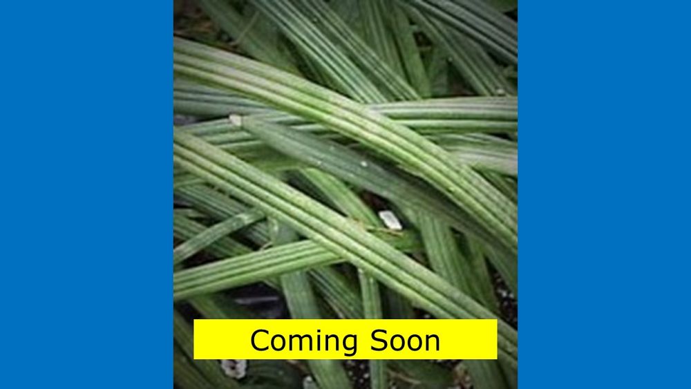 sansevieria-cylindrica-patula-snake-plant-mother-in-law-s-tongue-bowstring-hemp