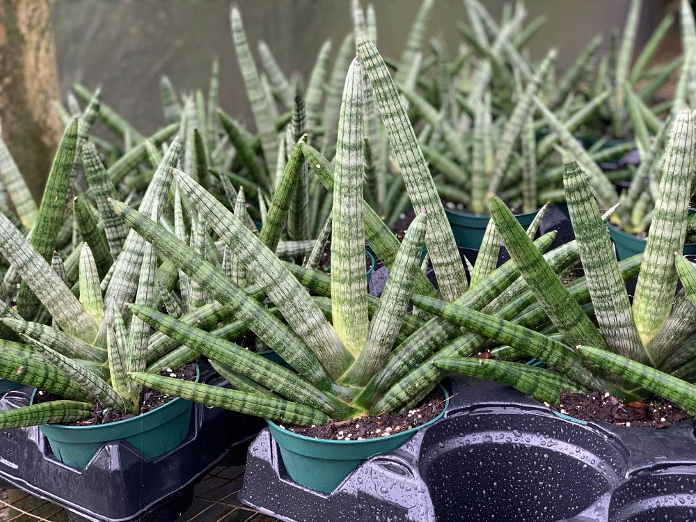 sansevieria-cylindrica-snake-plant-mother-in-law-s-tongue-bowstring-hemp