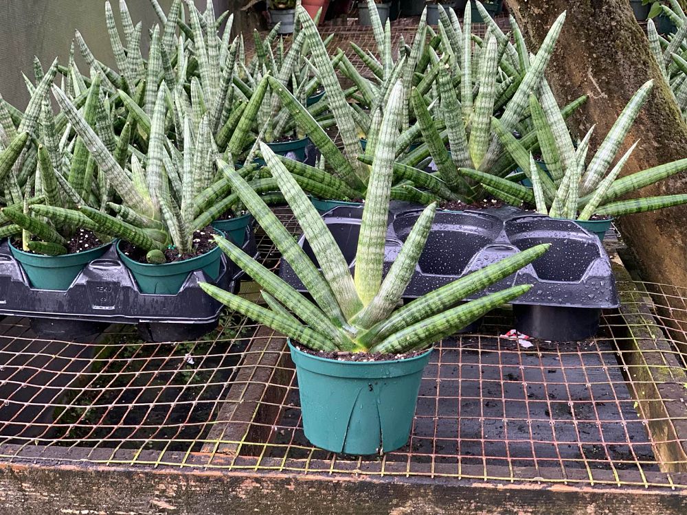 sansevieria-cylindrica-snake-plant-mother-in-law-s-tongue-bowstring-hemp