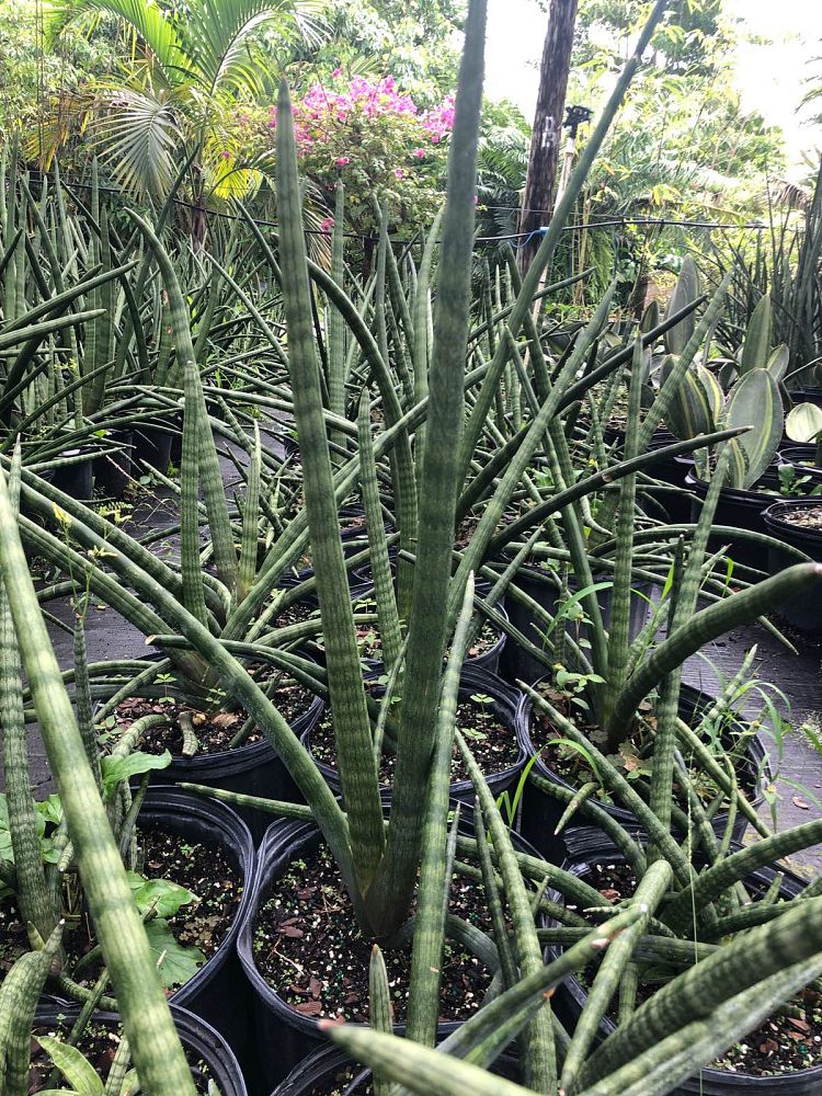 sansevieria-cylindrica-snake-plant-mother-in-law-s-tongue-bowstring-hemp