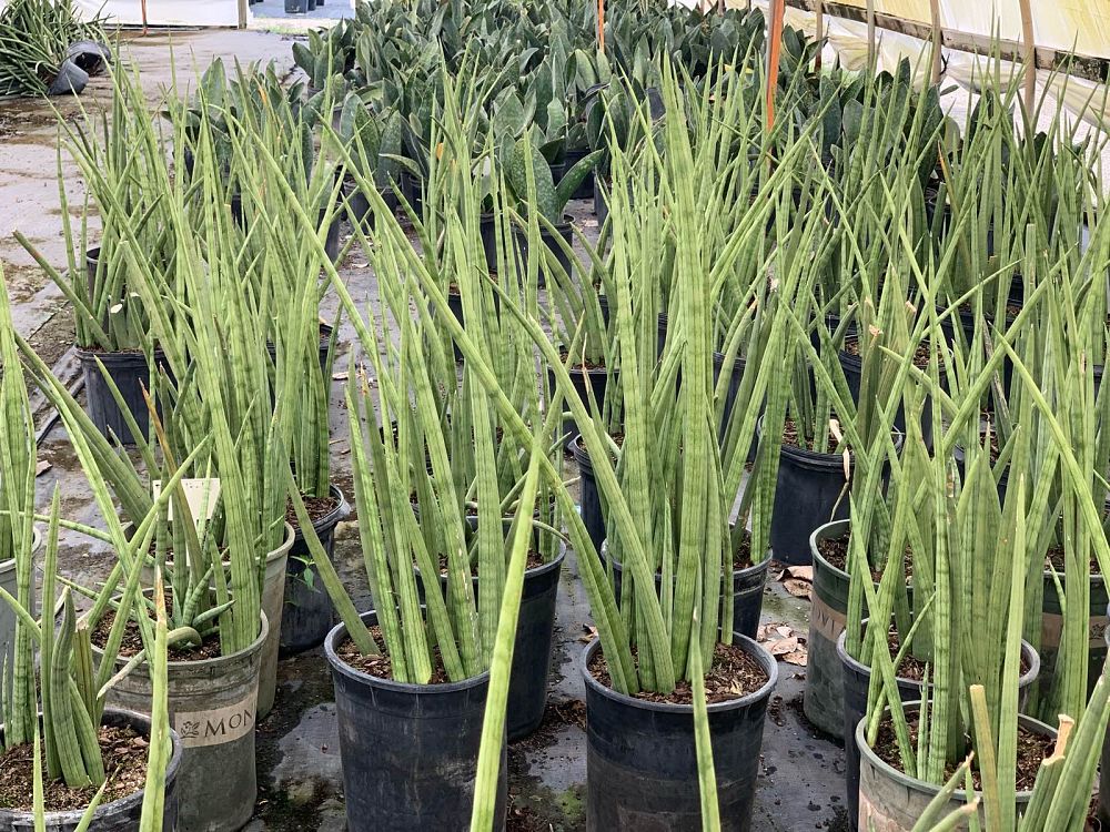 sansevieria-cylindrica-snake-plant-mother-in-law-s-tongue-bowstring-hemp