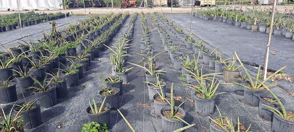 sansevieria-cylindrica-snake-plant-mother-in-law-s-tongue-bowstring-hemp