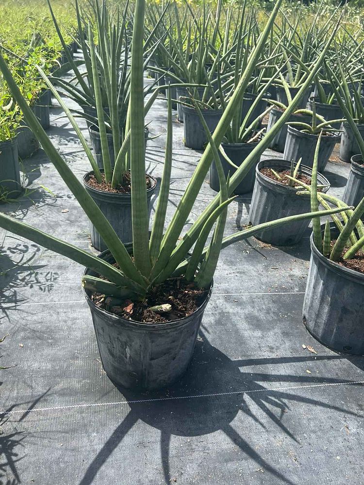 sansevieria-cylindrica-snake-plant-mother-in-law-s-tongue-bowstring-hemp