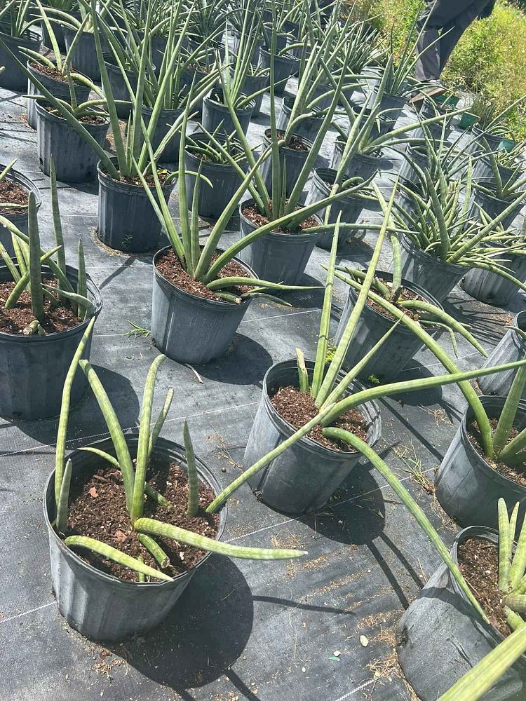 sansevieria-cylindrica-snake-plant-mother-in-law-s-tongue-bowstring-hemp