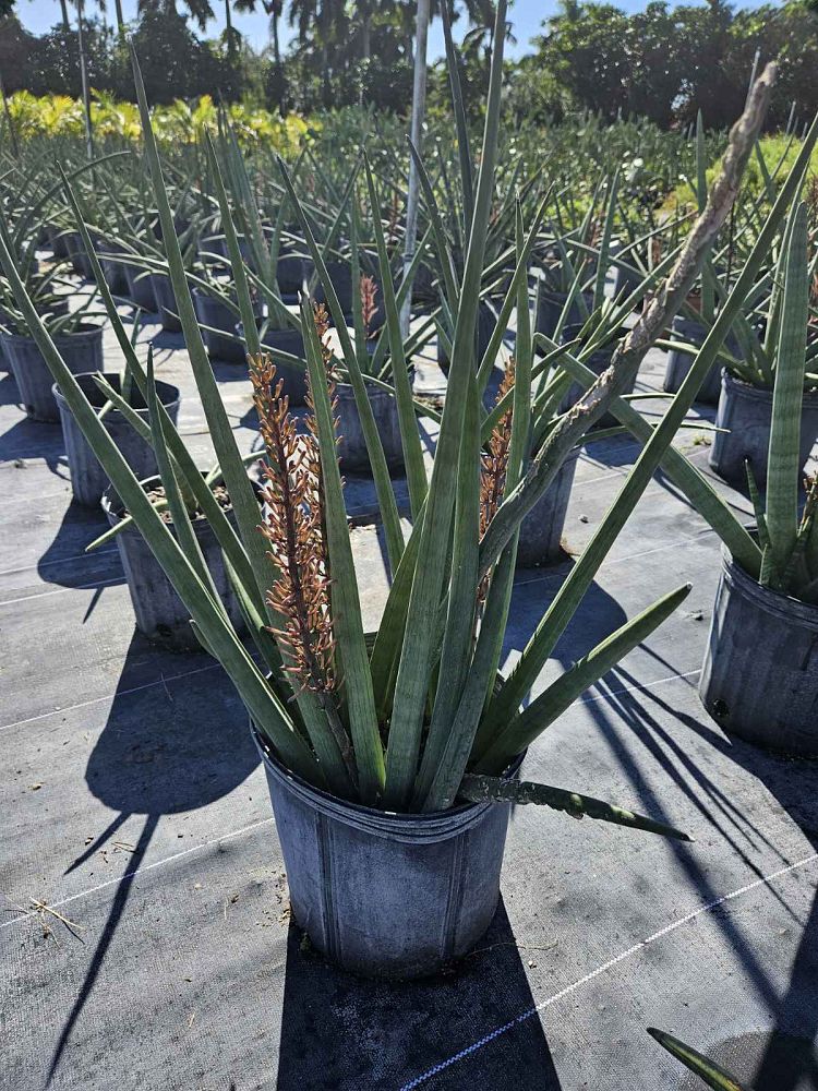 sansevieria-cylindrica-snake-plant-mother-in-law-s-tongue-bowstring-hemp
