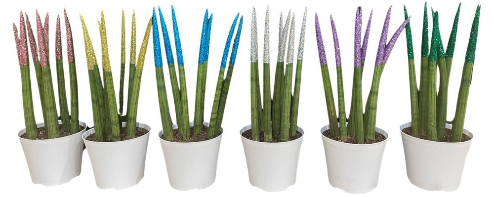 sansevieria-cylindrica-snake-plant-mother-in-law-s-tongue-bowstring-hemp