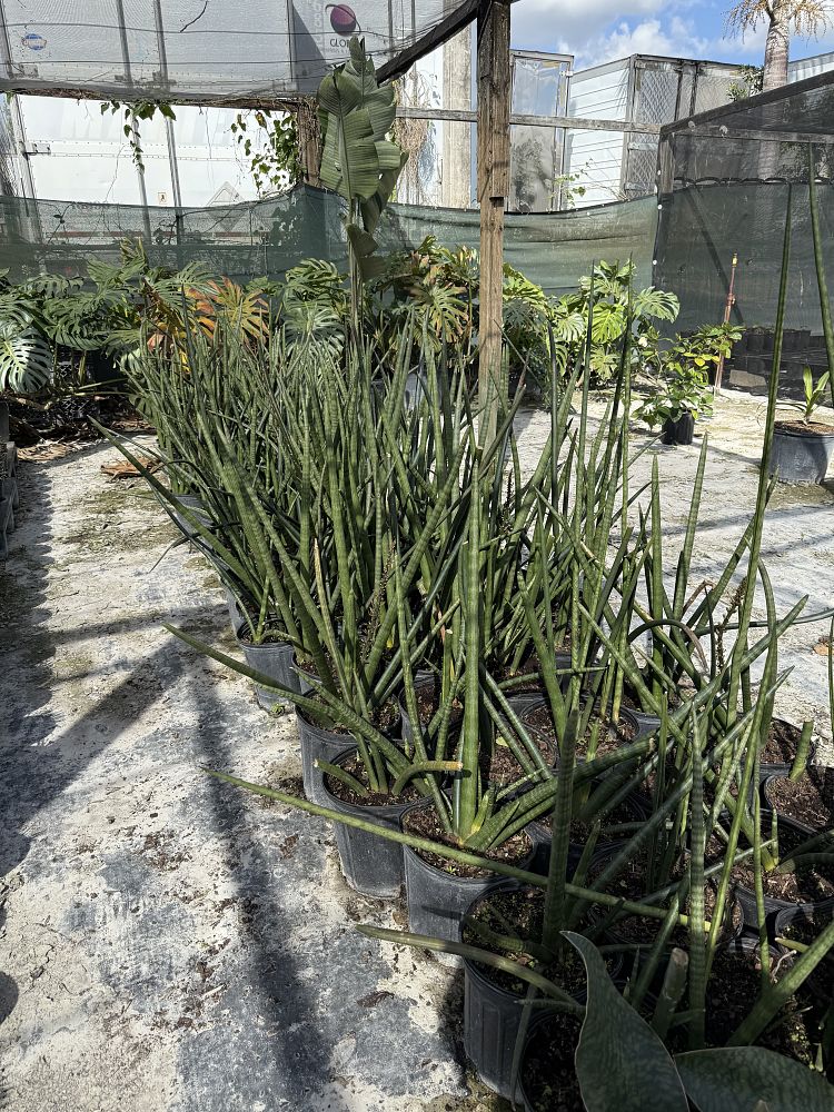 sansevieria-cylindrica-snake-plant-mother-in-law-s-tongue-bowstring-hemp
